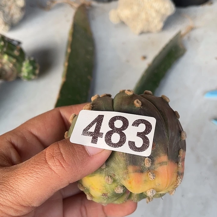 483号无根兜锦一棵