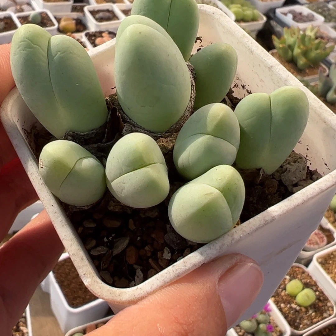 452多肉植物种类多样