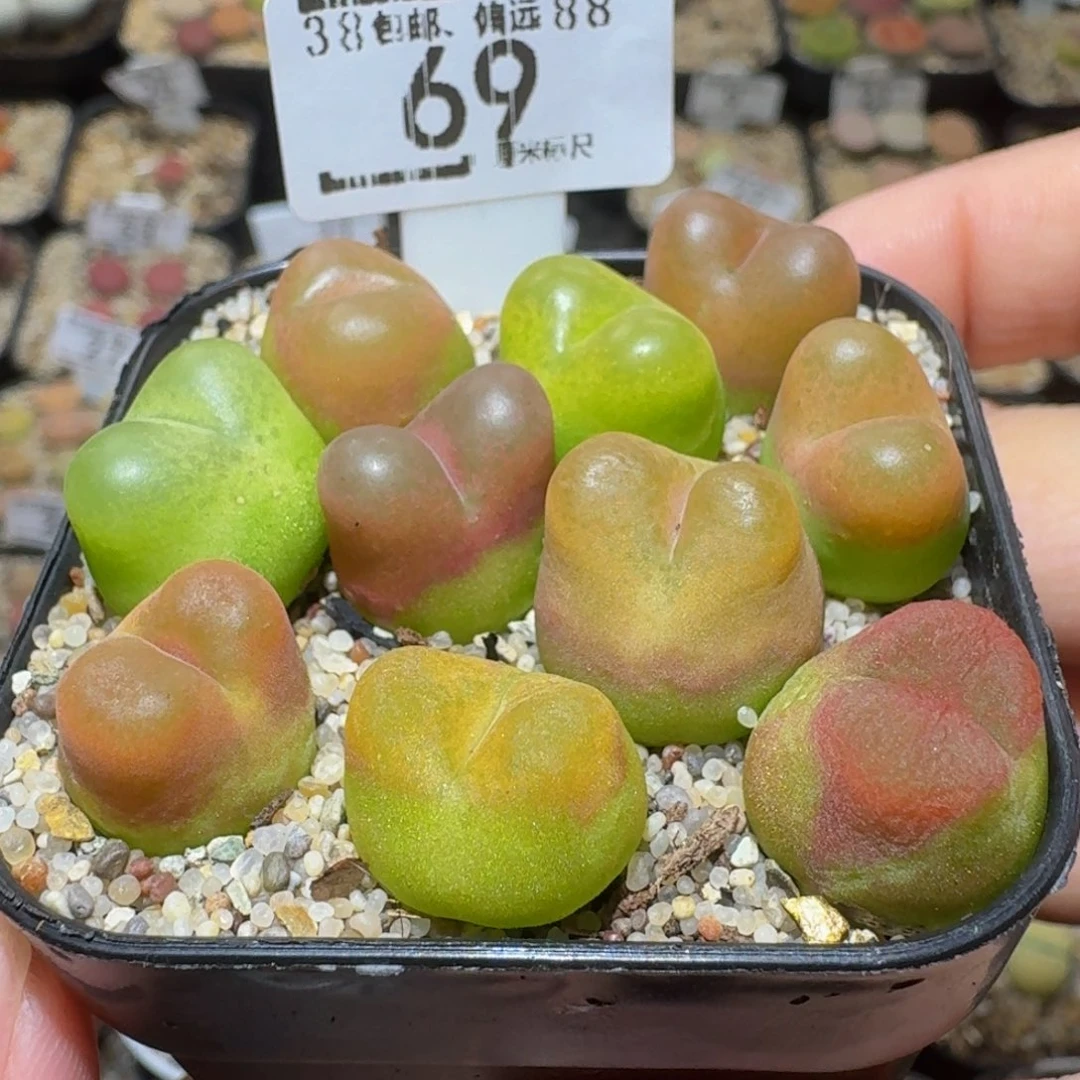 Sssss精品生石花69