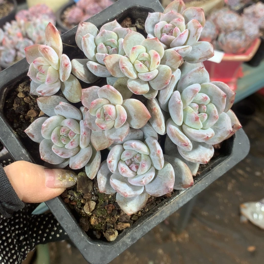 石榴籽哈哈哈哈哈哈哈哈