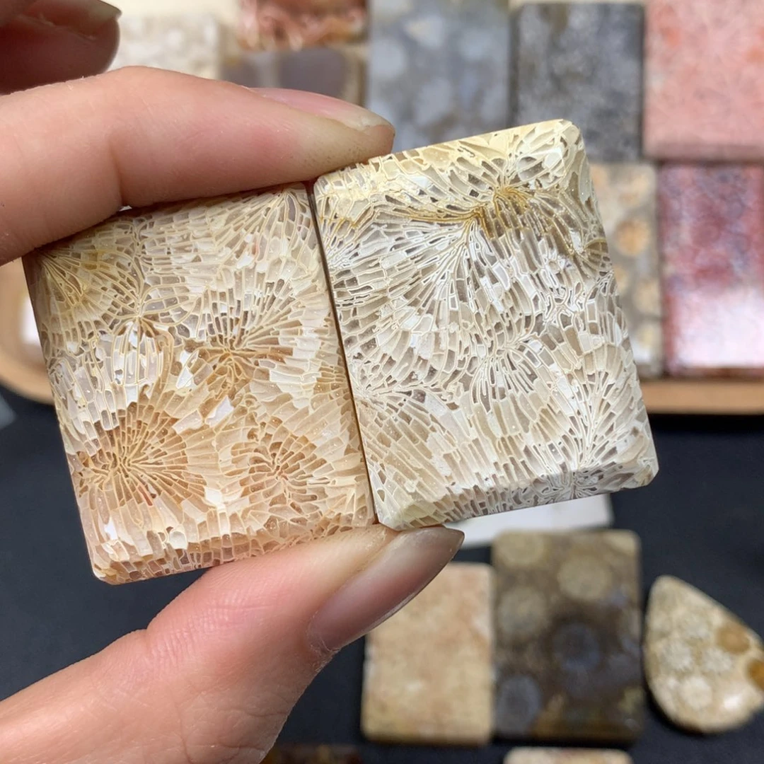 y***️硅化珊瑚（珊瑚玉）未镶嵌珠宝奇石