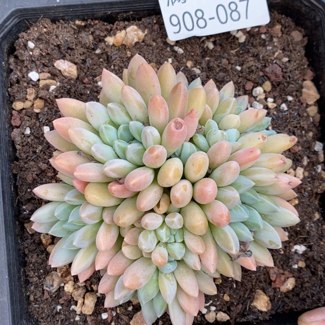 夏悦多肉907-87奶糖