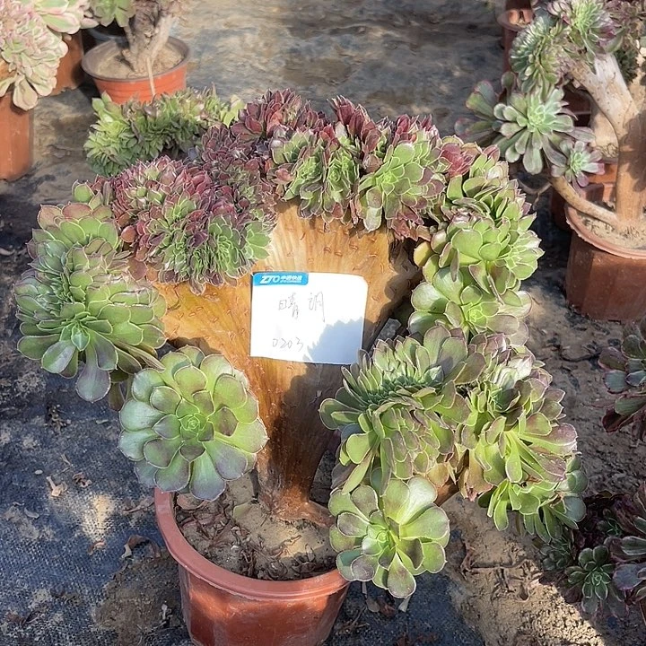 。***朗多肉植物荷兰玫瑰缀