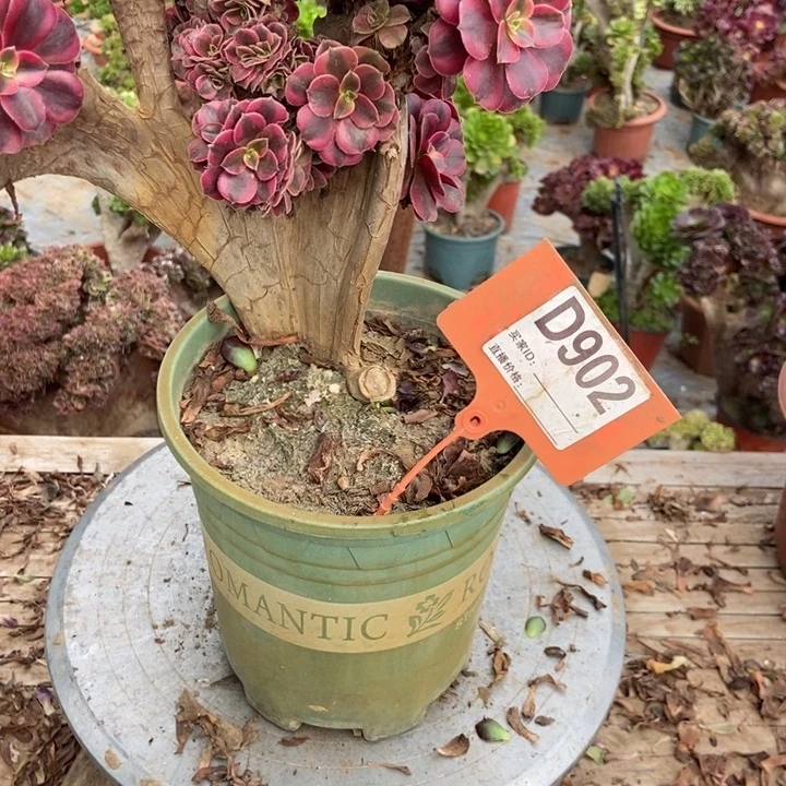 名***宝D902美杜莎美杜莎美杜莎