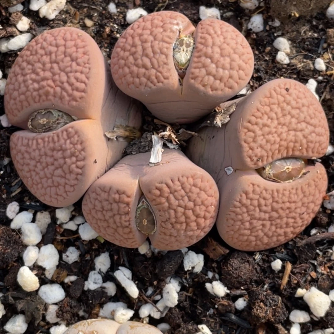 非偏远满20包邮231