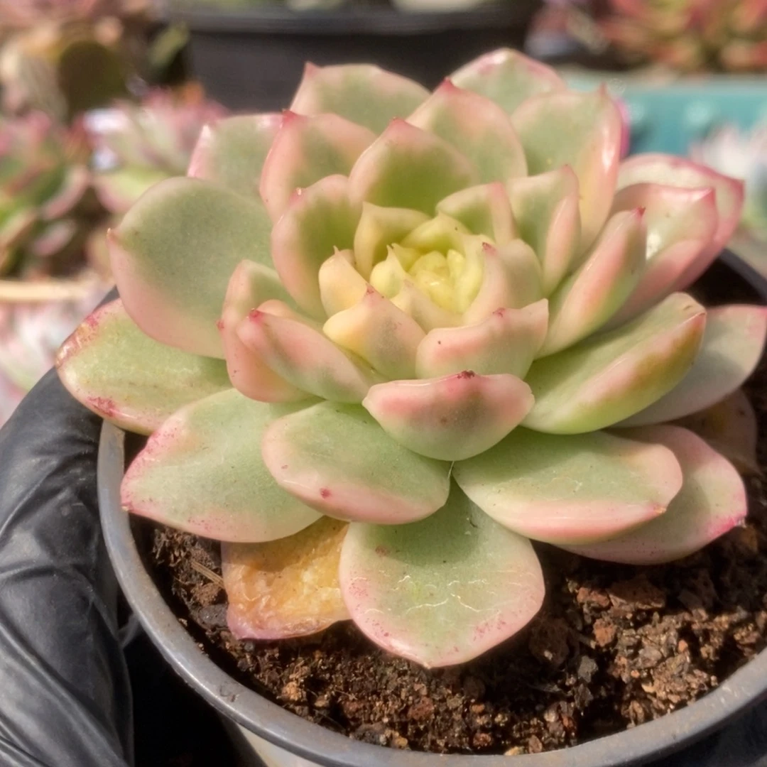 745碧浪锦锦锦锦锦