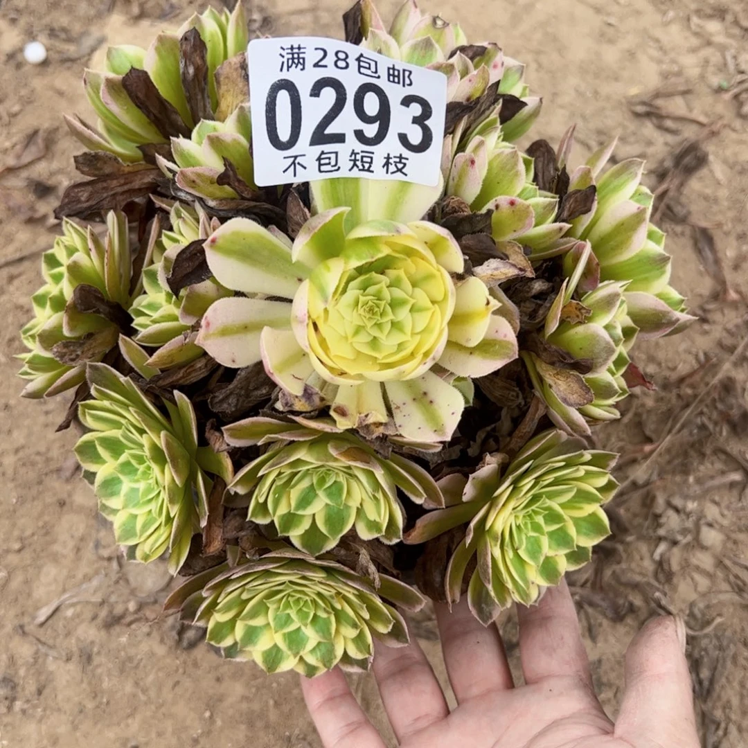 0293海王多肉植物法师