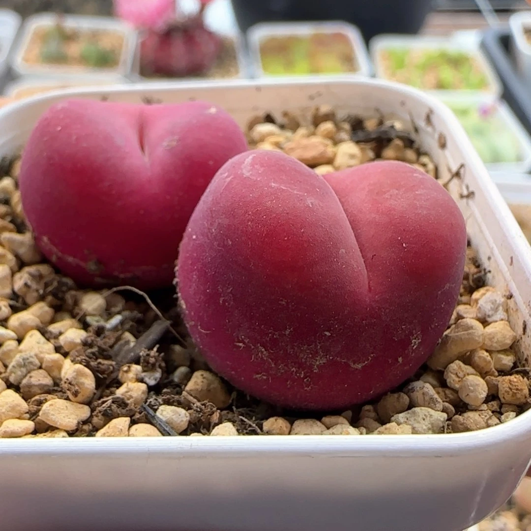 5421 大白多肉植物园