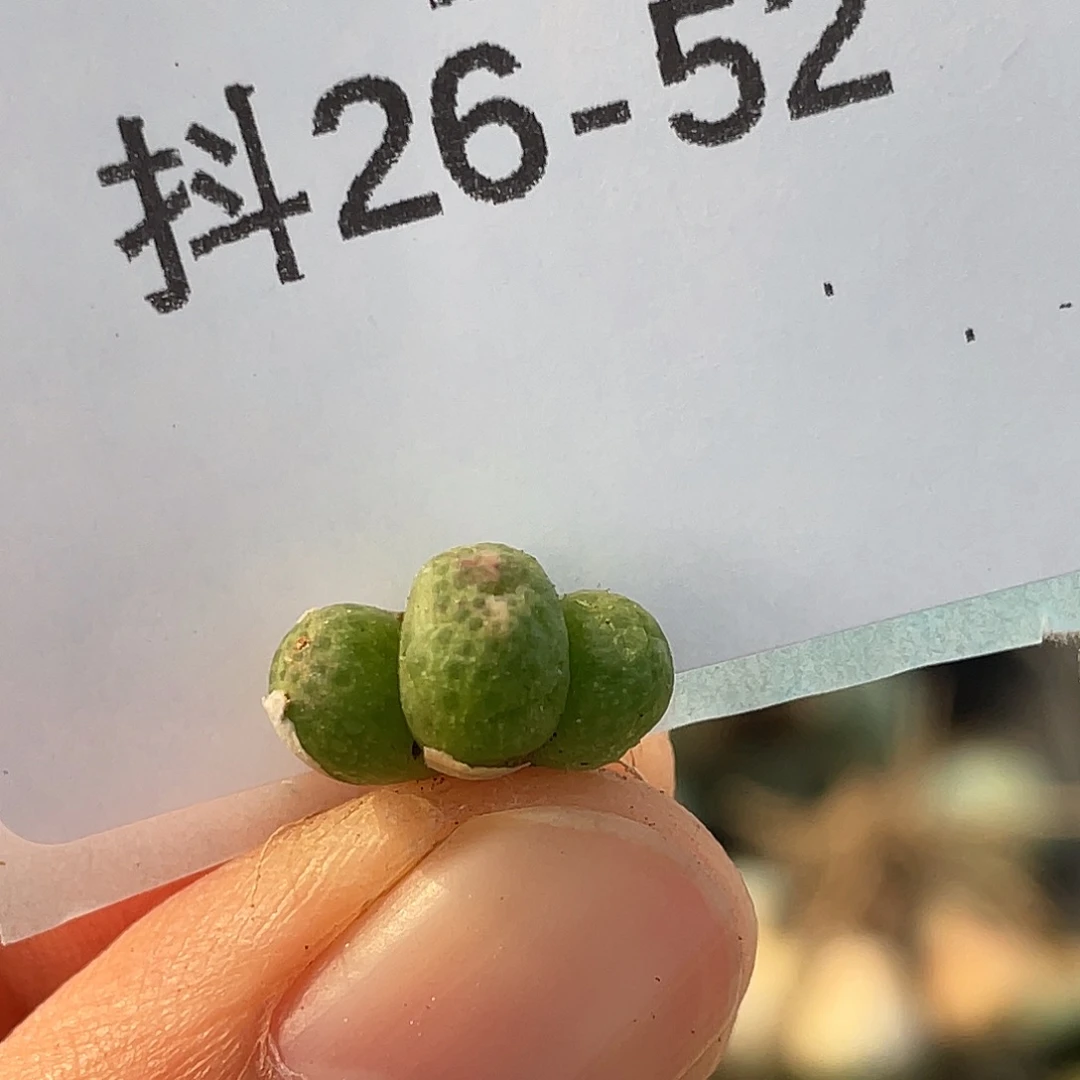 26-52草莓斑马肉锥