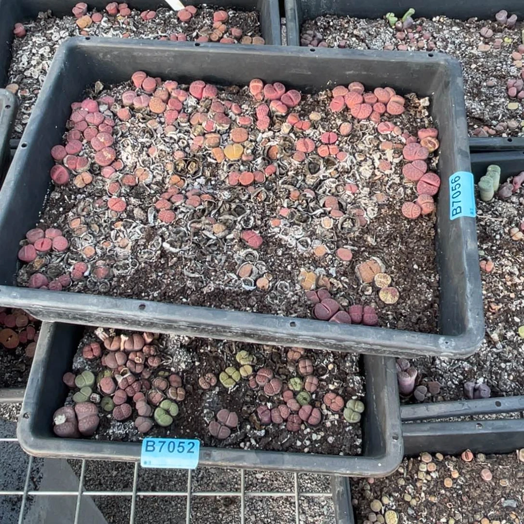 用***97052、7056两筐不售后