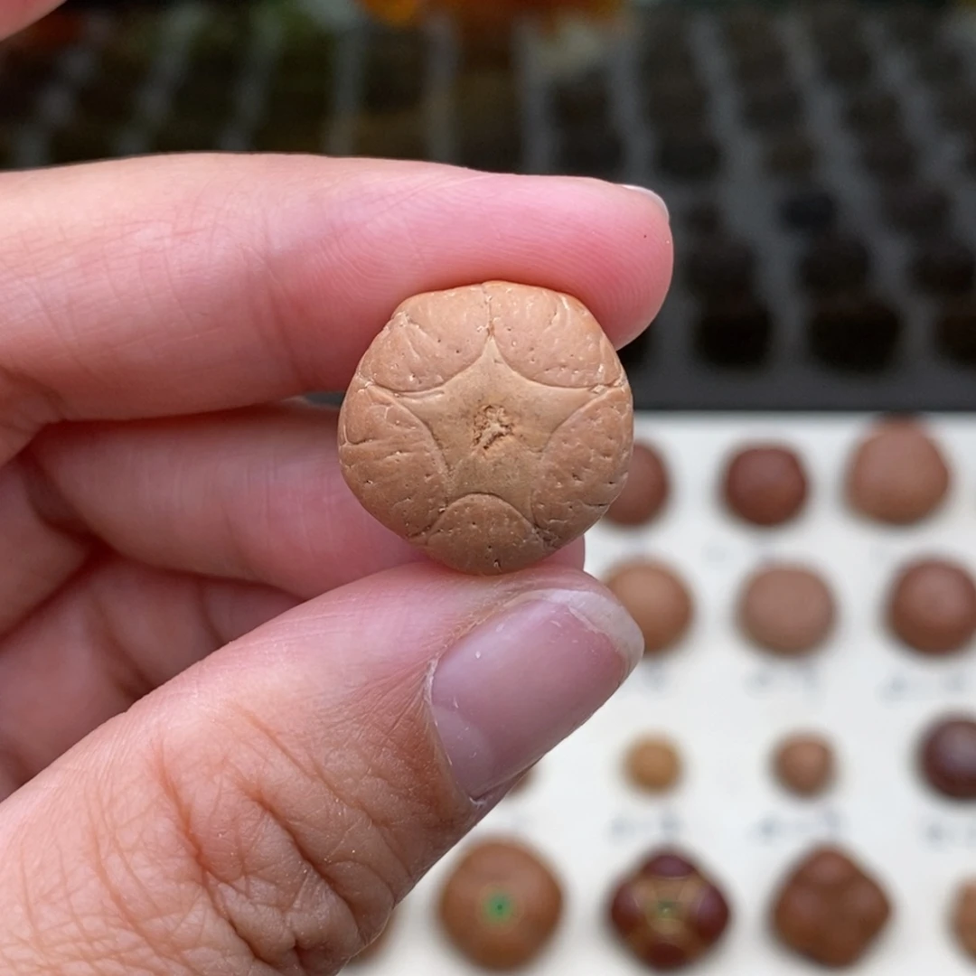 凤眼菩提吊坠五星