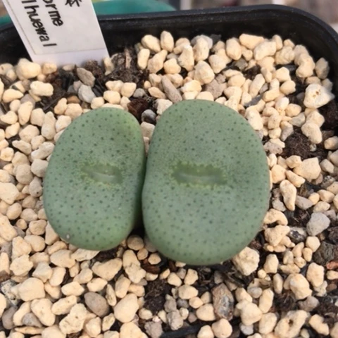 多肉肉锥 1427大酒杯