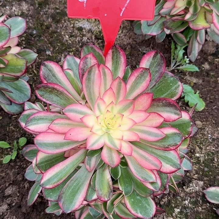 紫***杜4-9黑魔锦多肉法师