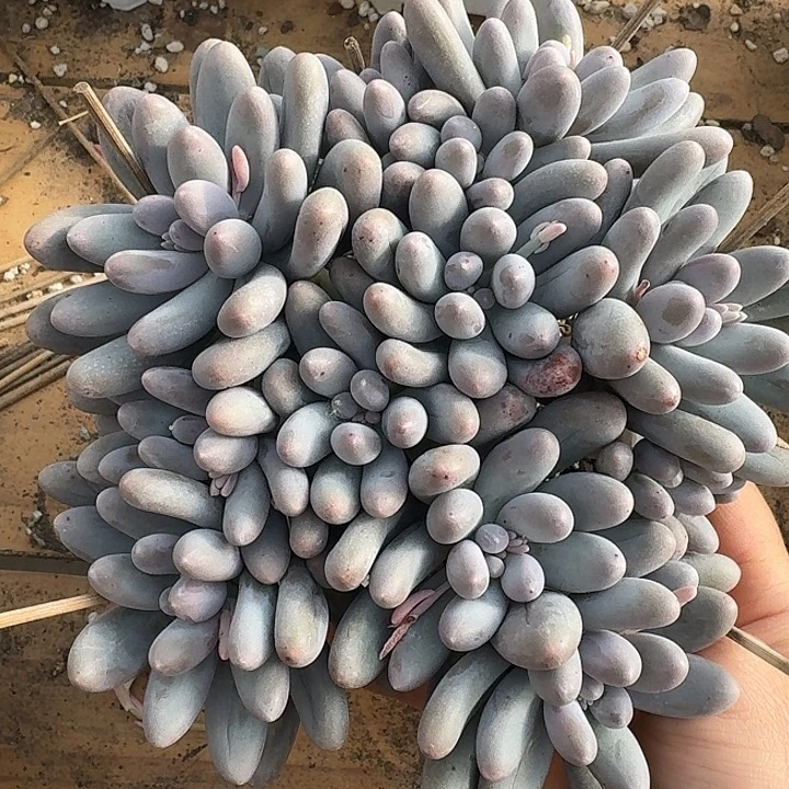 汤圆多肉植物的生长