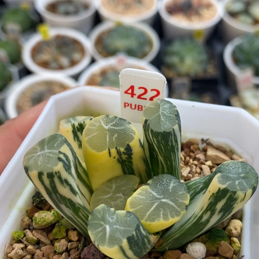 不开花植物422白妙