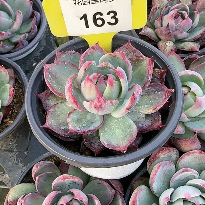 z***Z163 惊鸿仙子多肉植物6-9cm