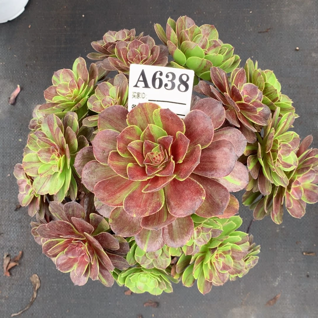 花月夜638妖装法师多肉植物38000000000