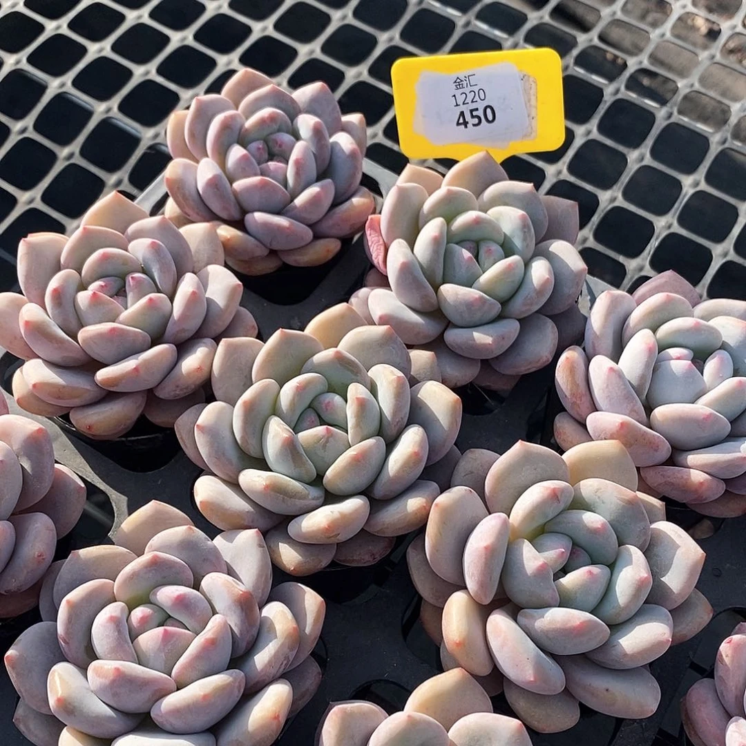 1220450新品量拍随即一颗