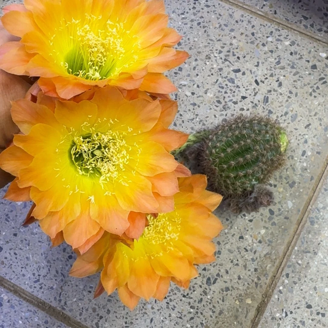 318彩草居维尔歪无根侧牙4公分左右，20包邮