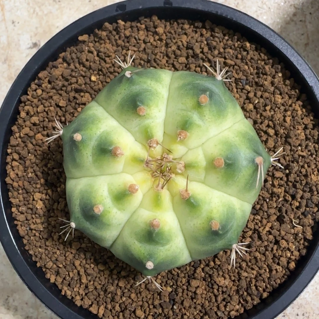 泰系实生白轮回带盆土