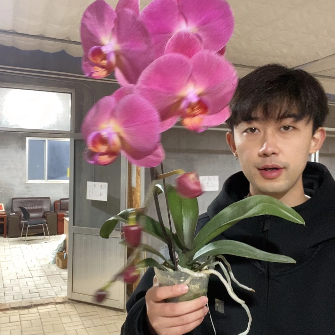 完全开放红苹果一颗