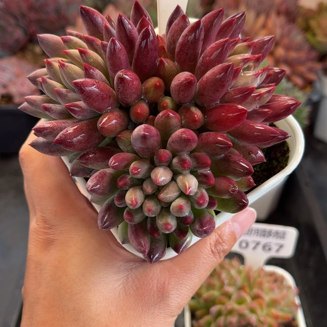 多肉植物0769 天冷必拍保温箱