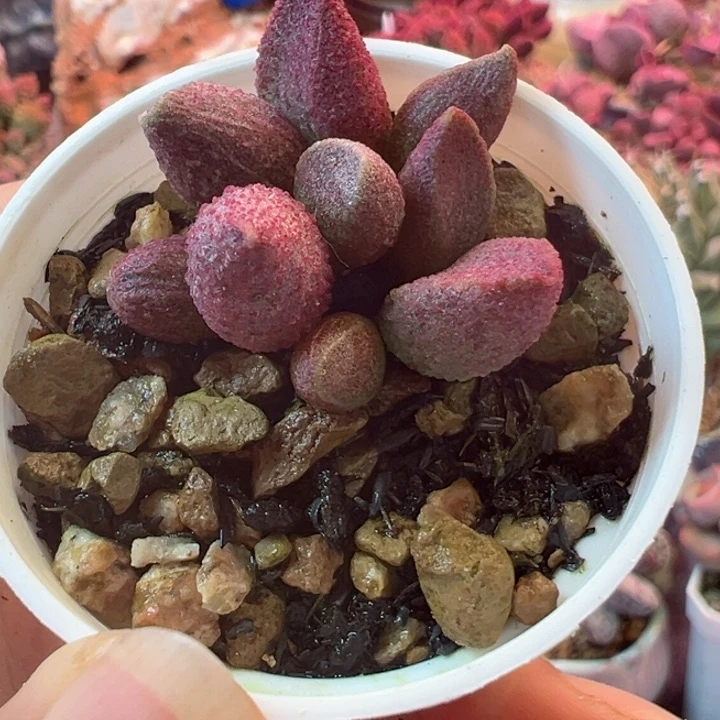 可以说是一个人的事了