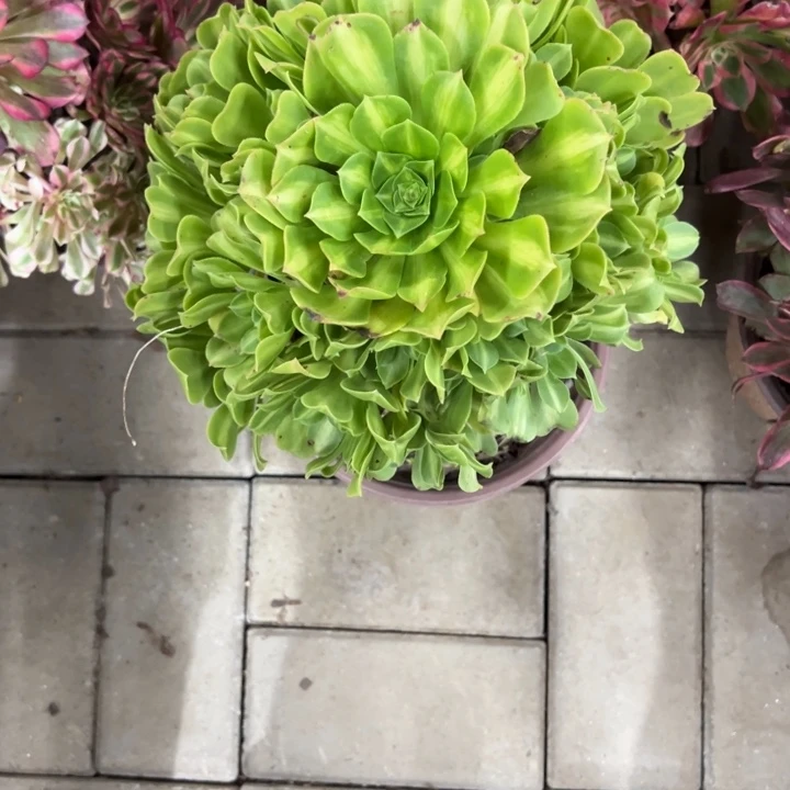 翡翠琉璃多肉植物花花