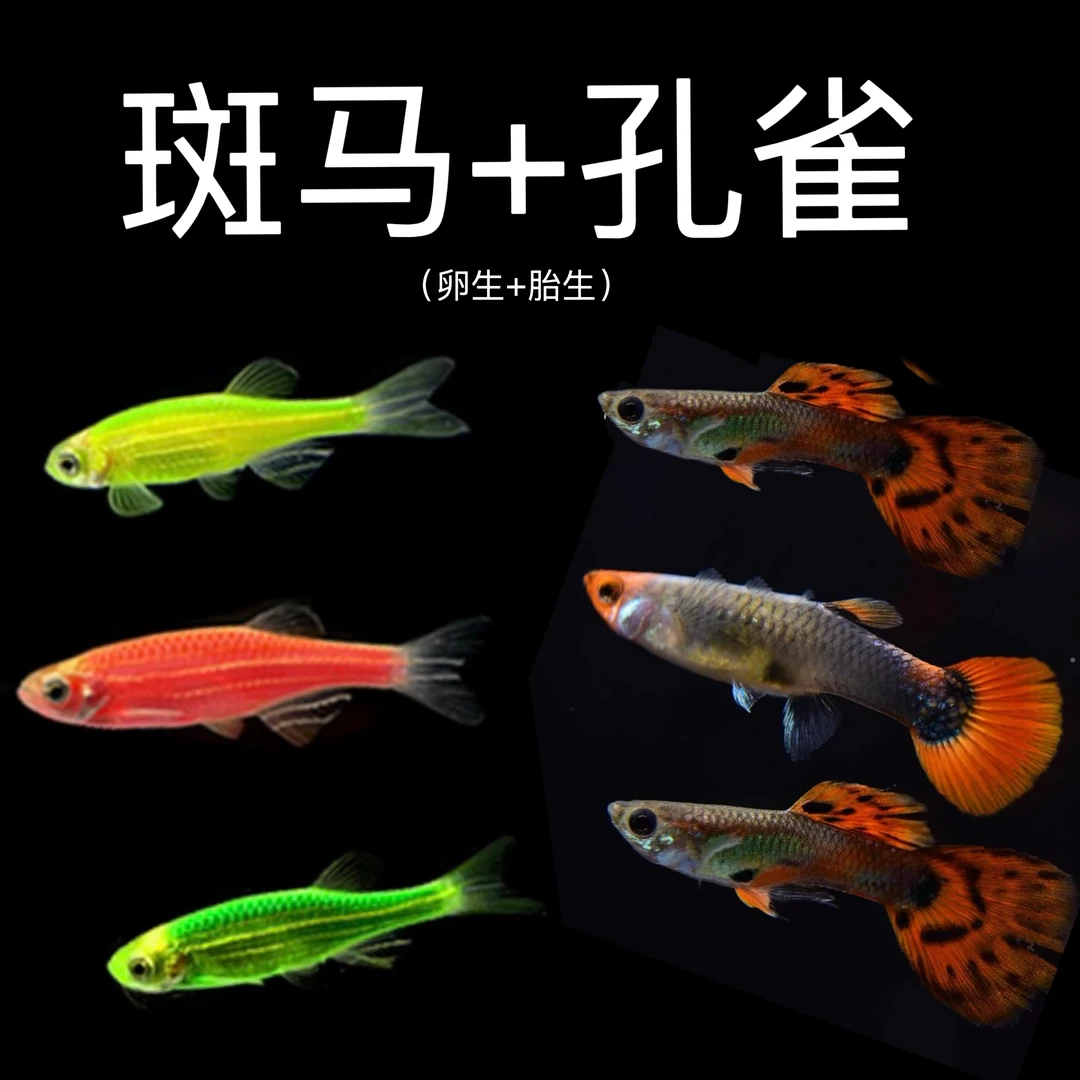20新手套餐斑马孔雀斑马鱼淡水金鱼苗神仙孔雀小型宝莲灯科小鱼