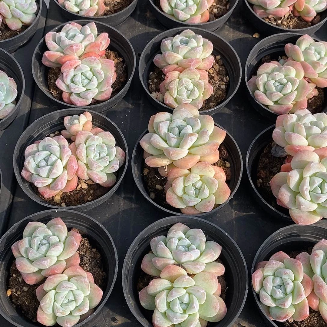 团双头冰玉，福利多多