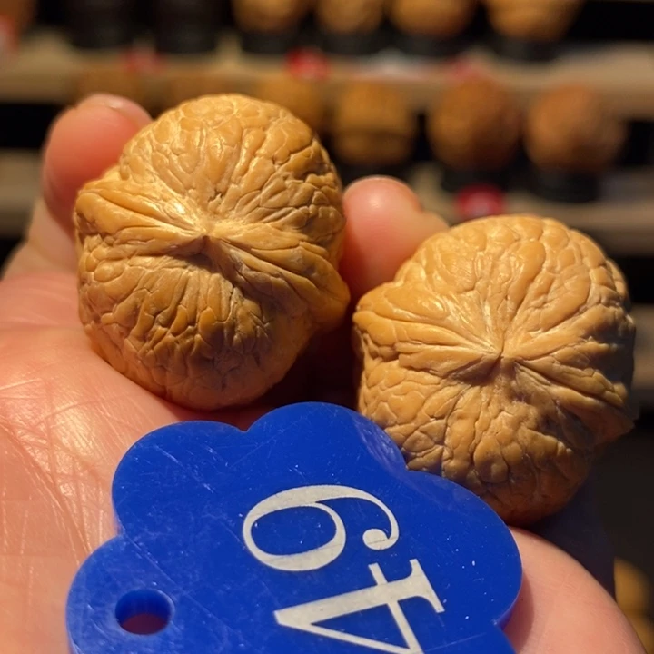 木质类粗筋彩西瓜32尺寸