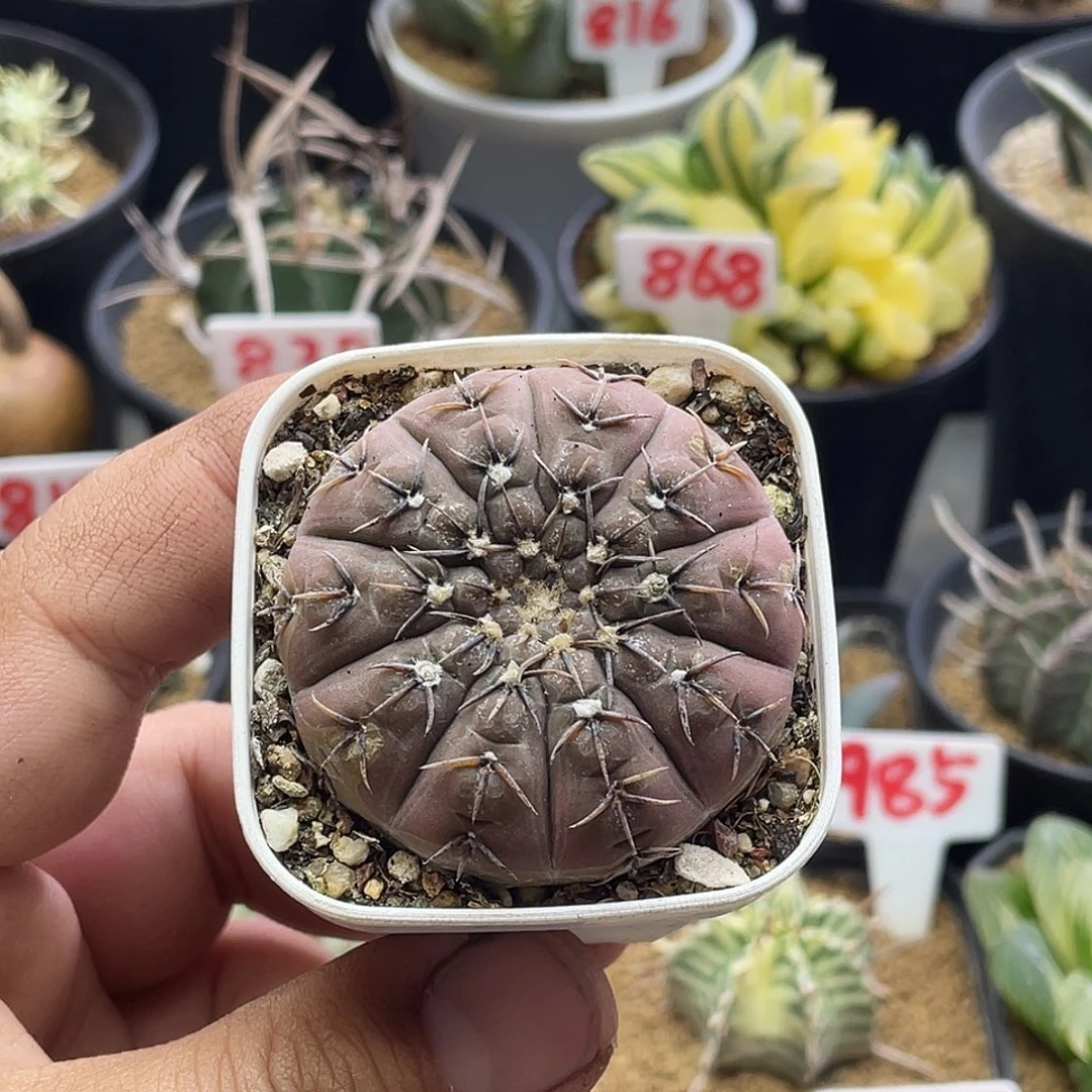 实生裸鄂球 怪龙丸包邮