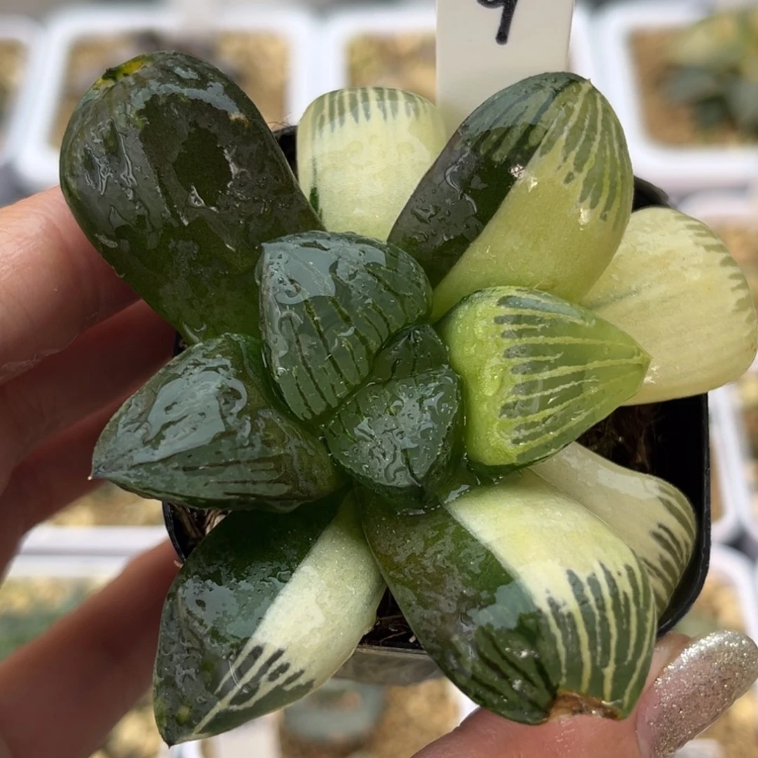 9银龟实生寿锦十二卷多肉