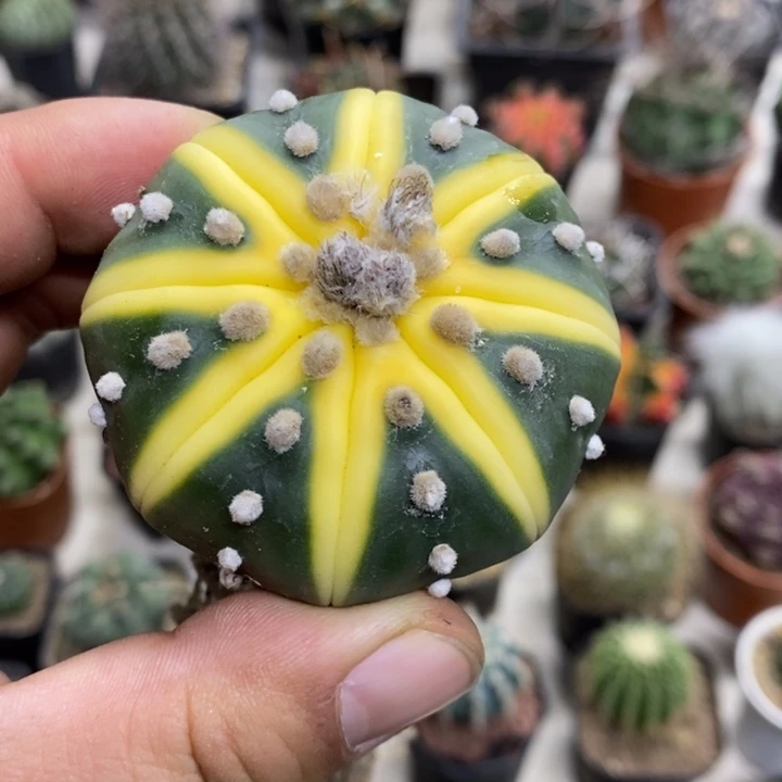 夏***余西瓜兜裸根特价福利