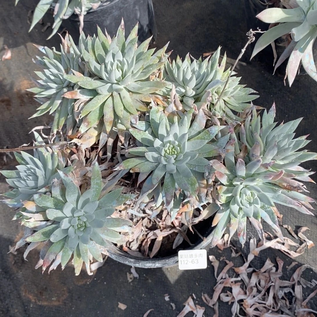 63号白菊杂雪山大群