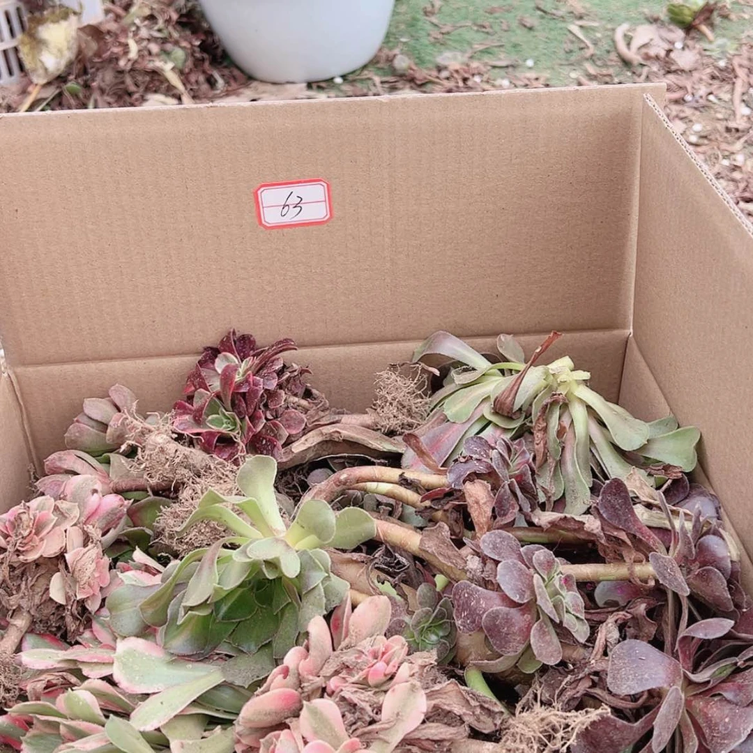 【闪购商品】无花朵悠**月63号套餐无售后