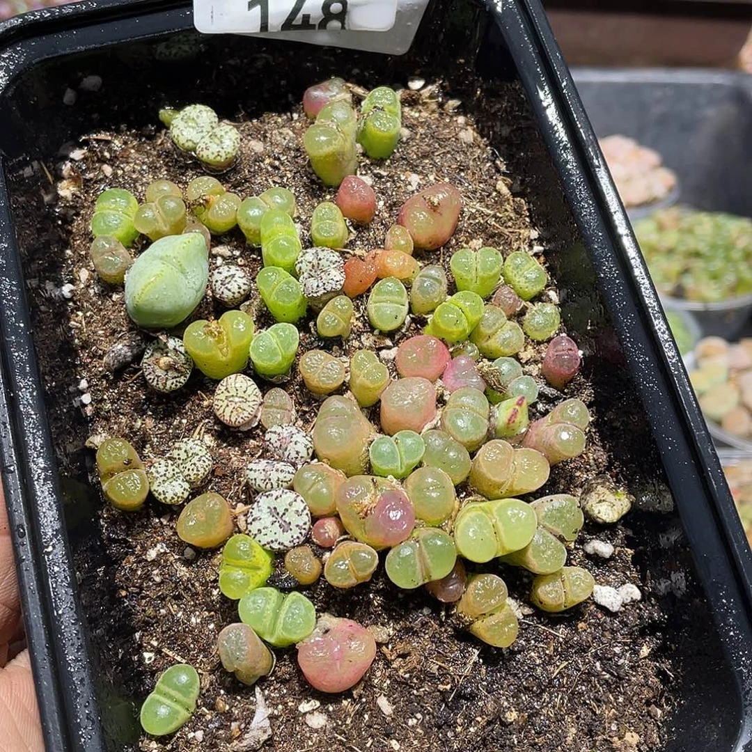 148当天凑满十八元包邮生石花