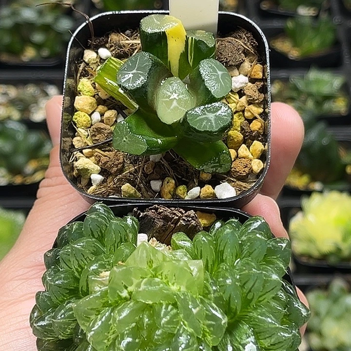 7玉龙万象锦+翠云玉露锦