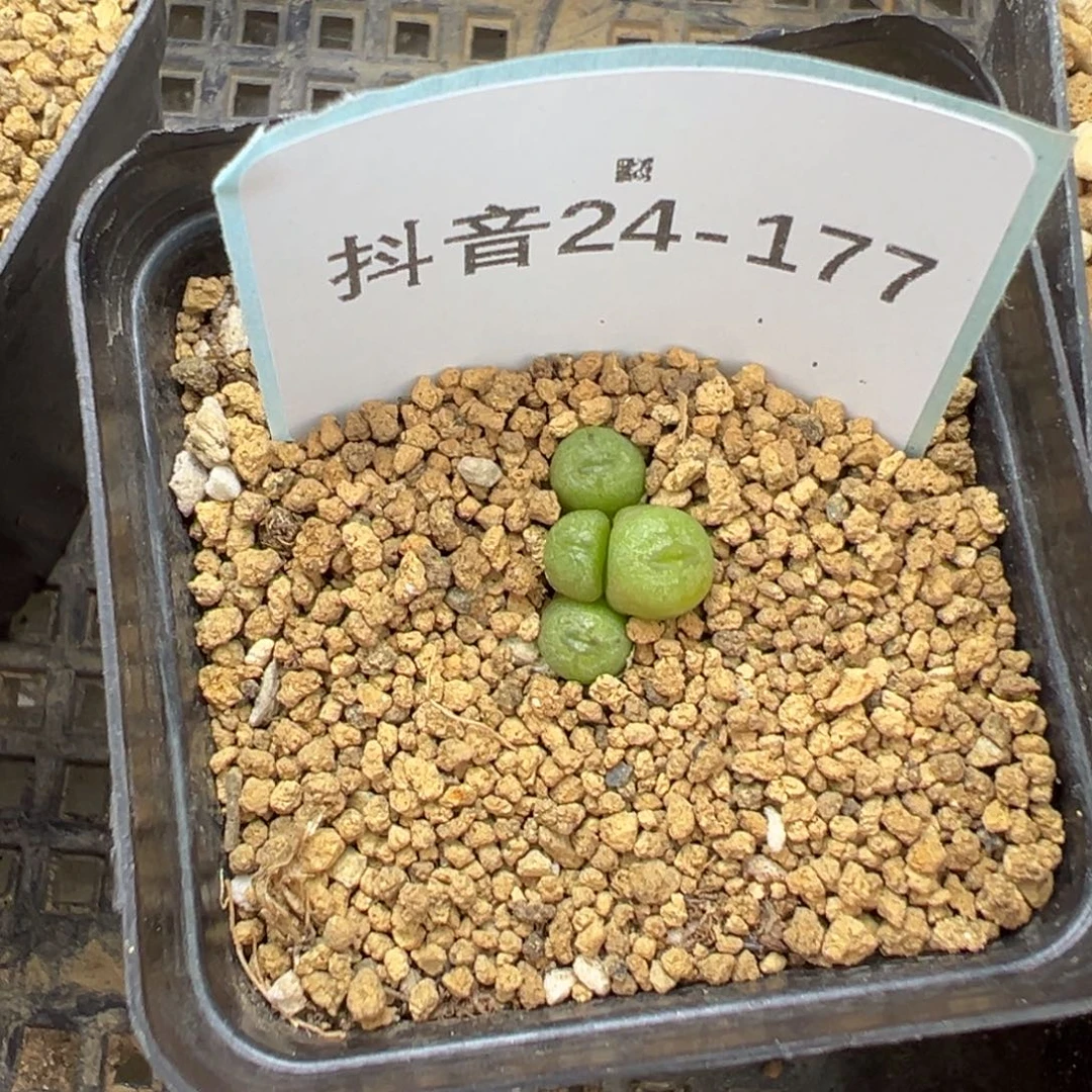 24-177肉锥多肉植物