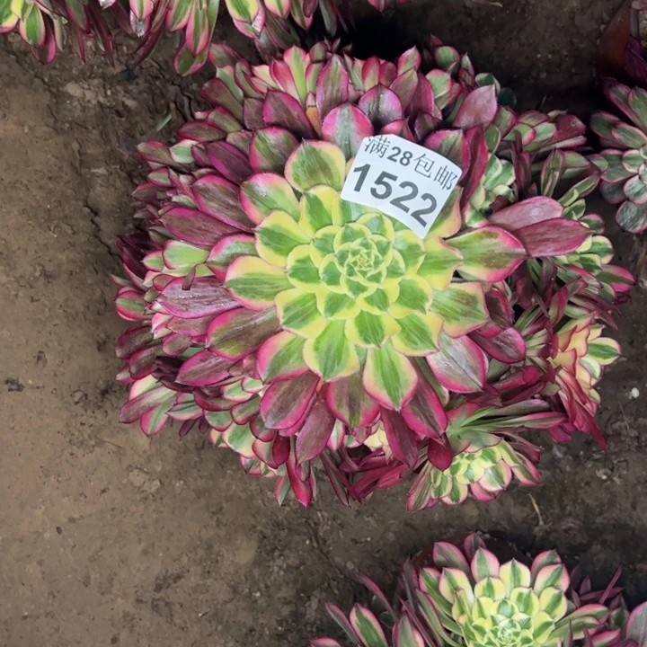 1522天和多肉植物