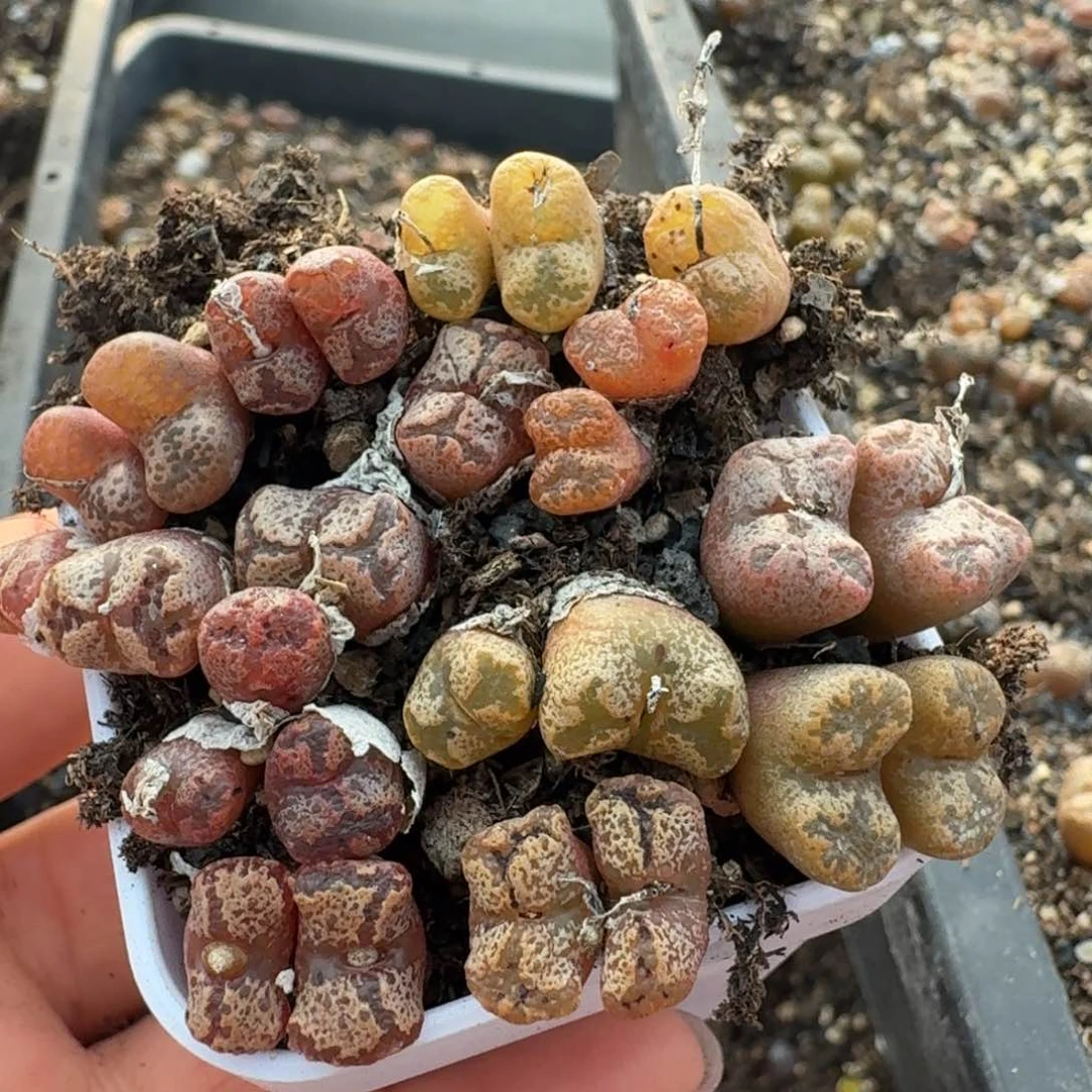 1140量拍保证20头以上勋章