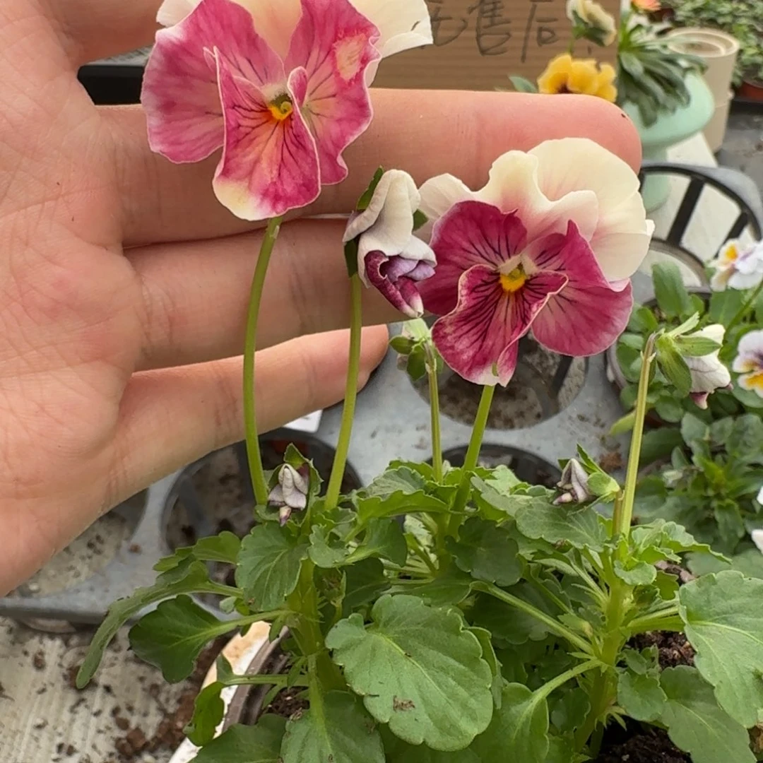 大部分花苞少量开放768