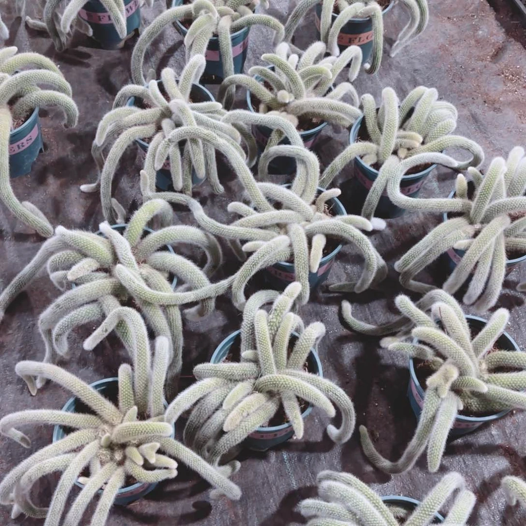 九尾狐包邮九尾狐