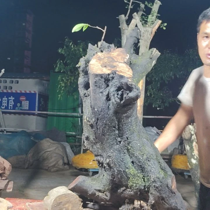 完全开放小乔金弹子当前无花果