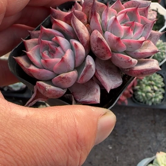 180黑天鹅多肉植物多