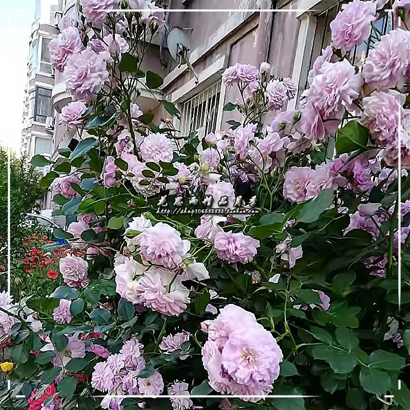 花思雨 【寒粉3号】新品东北抗寒丰花藤本月季浓香强健抗病庭院盆栽