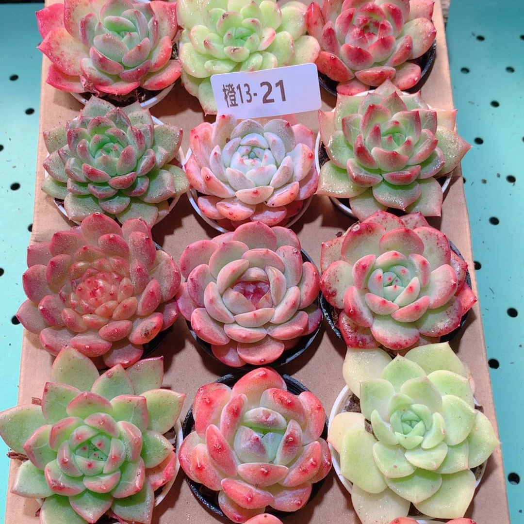 13-21一物一拍多肉带盆18颗