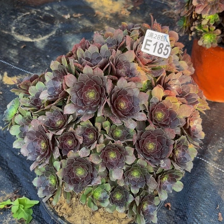 185多肉植物一物一拍