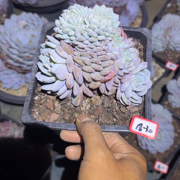 精品多肉植物老桩全星星橙缀