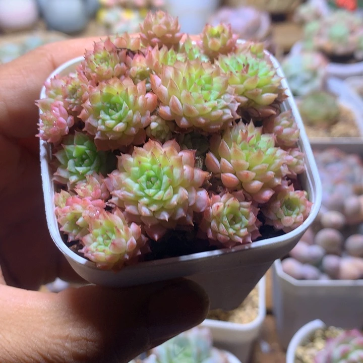 小米梅多少肉一物一拍